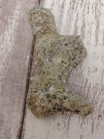 Rough coral fossil for sale on GGandJ.com