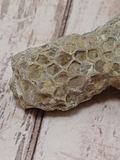 Closeup of coral fossil