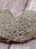 Coral Fossil from Morocco for sale