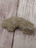 Rough coral fossil for sale on GGandJ.com