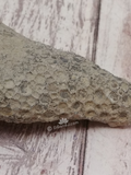 Finger style fossilized coral