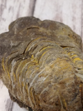 Trilobite Fossil for sale on GGandJ.com