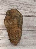 Trilobite fossil for sale 3 3/8"