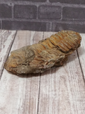 partially curved Trilobite fossil