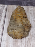 Trilobite Fossil for sale on GGandJ.com