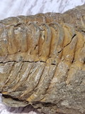Trilobite fossil ridges