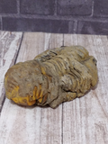 African Marine Fossil Trilobite