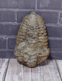 3 3/8" Trilobite fossil great condition
