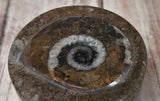 Close-up Ammonite Ring Box