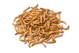 Mealworms Reptile Food