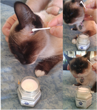 Siamese cat receiving treatment for abscess with Pawtanicals Wound Care by Gypsy Gems & Jewelry